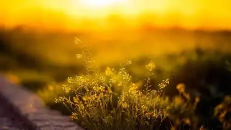 LPL赛程安排引争议：IG比赛时间为何设在工作日？粉丝观赛需求与顶流战队影响力遭忽视-开云电竞